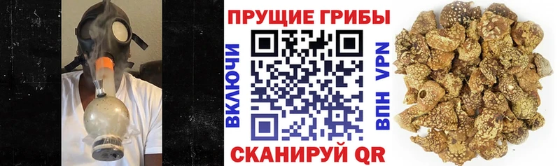Псилоцибиновые грибы Psilocybe  наркошоп  Павловская 